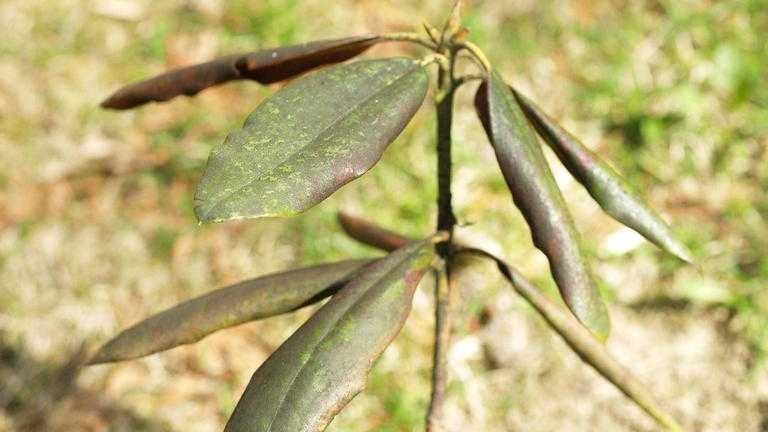 Azalea whitefly damage. 