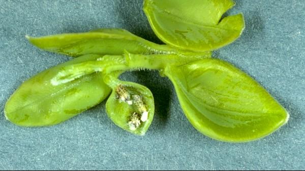 boxwood psyllid nymphs with wax