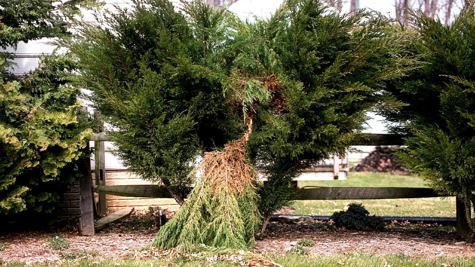 juniper branch broken from ice damage