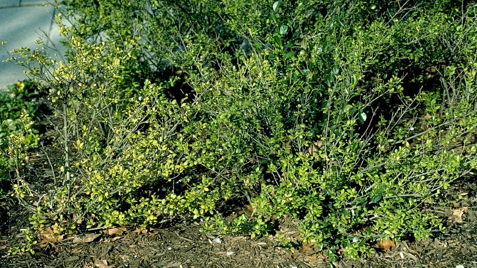 yellowing foliage due to low light