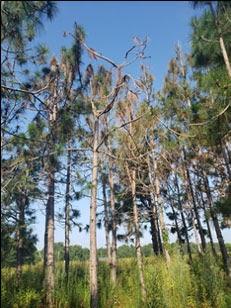 Longleaf tree different view