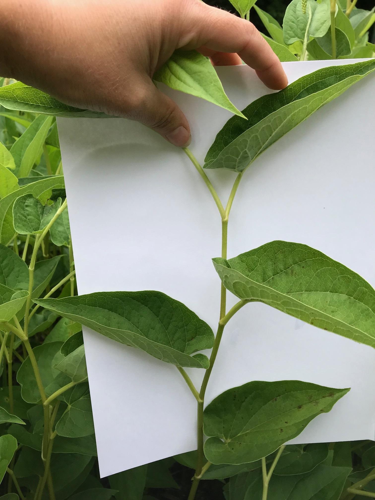 Plant in front of white paper