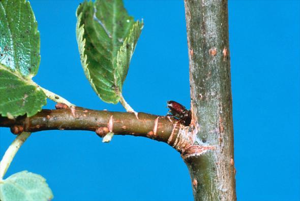 Elm bark beetle feeding