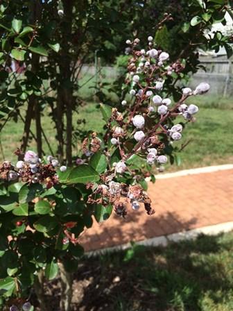 Powdery mildew infection on crape myrtle