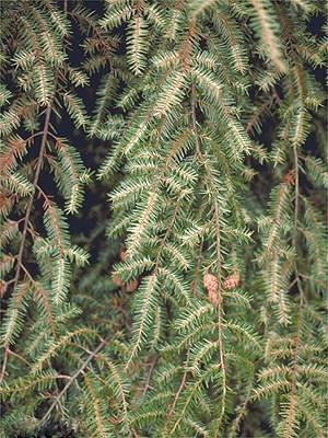 Hemlock rust mite damage