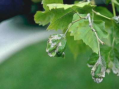 Sycamore leaves infected with powdery mildew