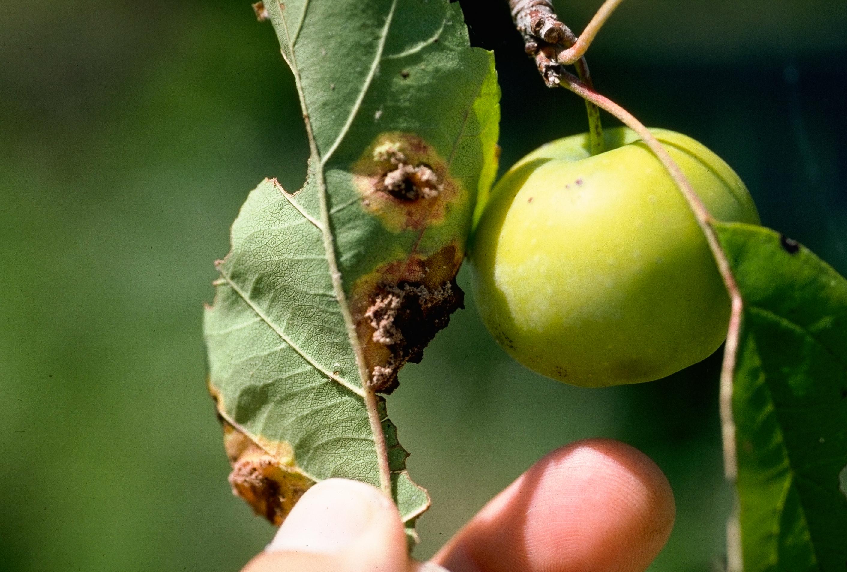 Cedar apple rust on apple    