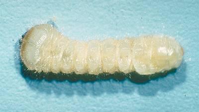 Twig girdler larva