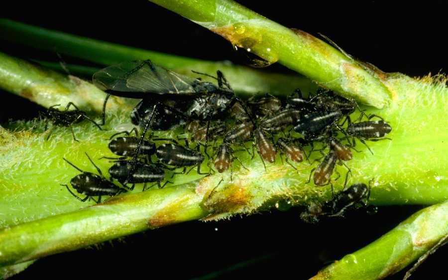 Aphids on pine