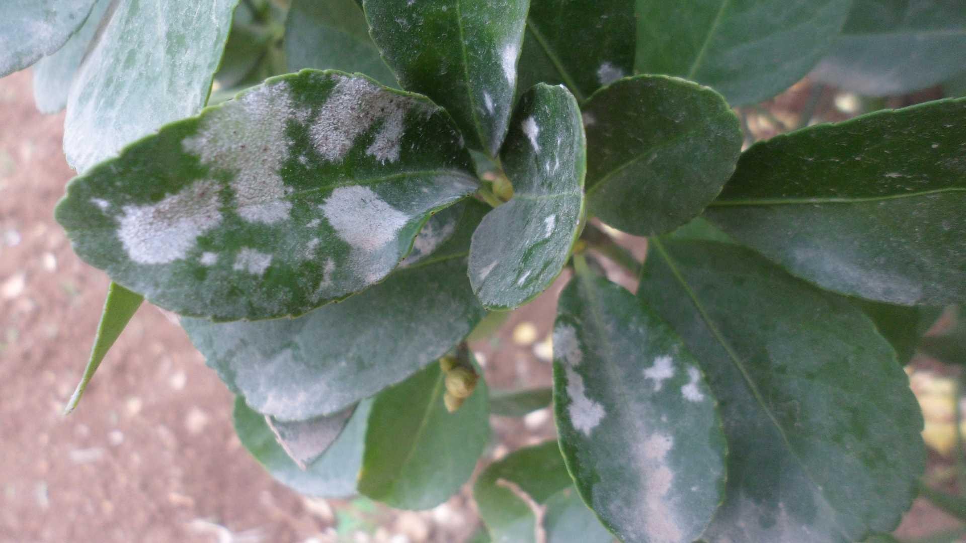 Powdery mildew