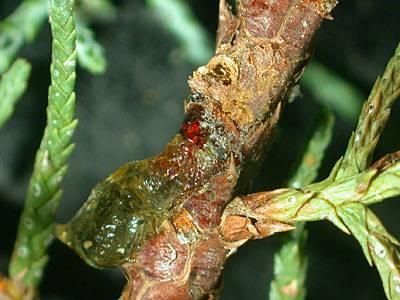 Close-up of Seiridium canker