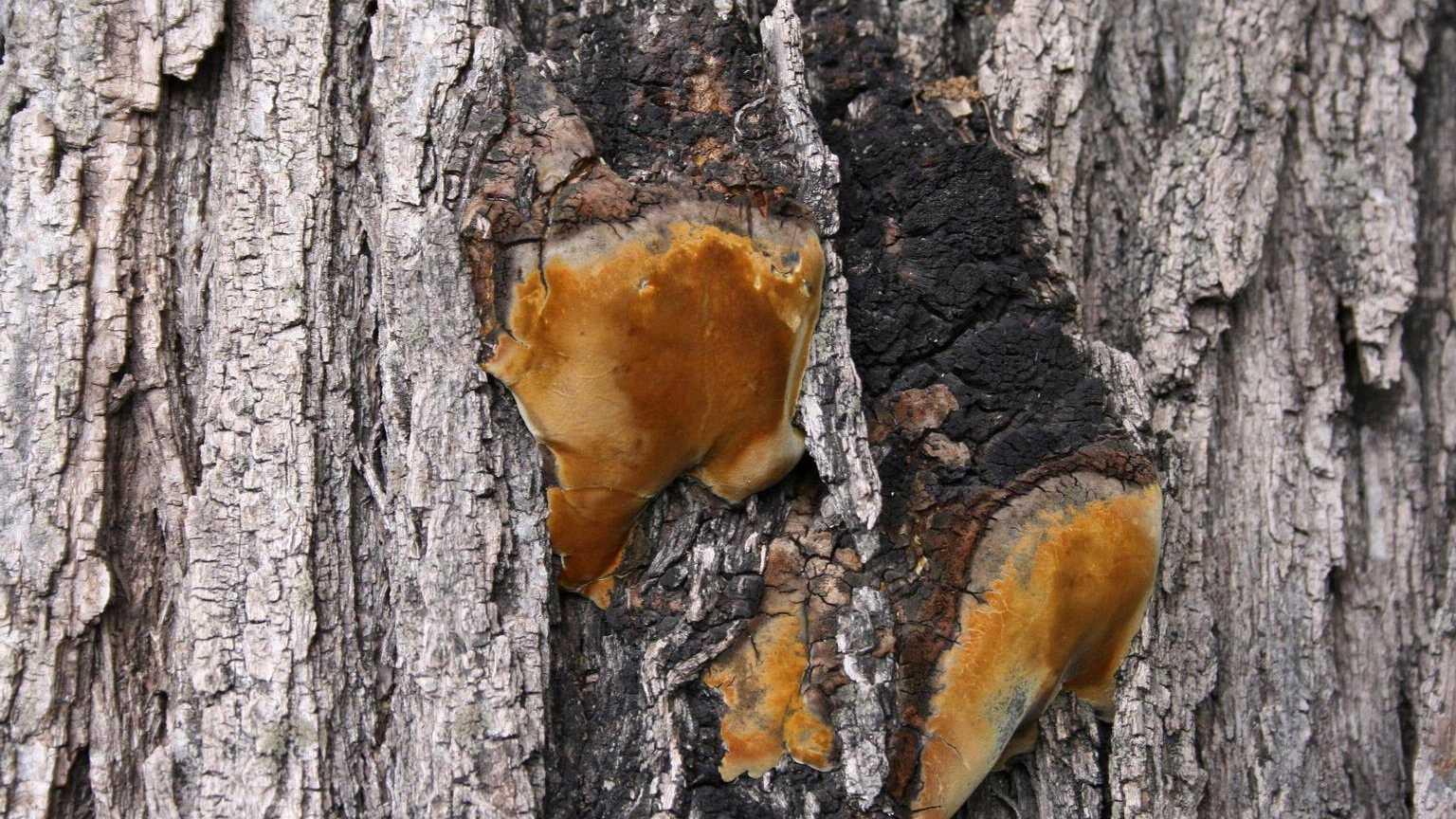 stem decay of black walnut (Phellinus weirianus) 