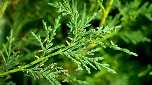 immature bagworms on juniper