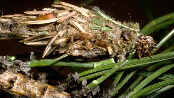 closeup of bagworm caterpillar