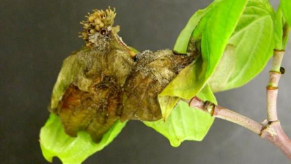 botrytis blight on dogwood