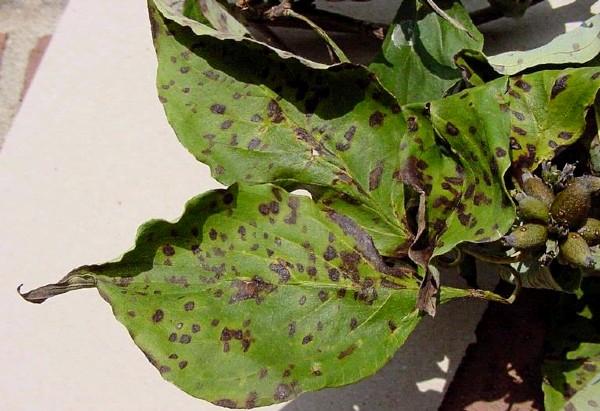 septoria leaf spot on dogwood