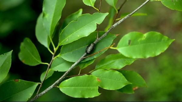 tent caterpillar egg case