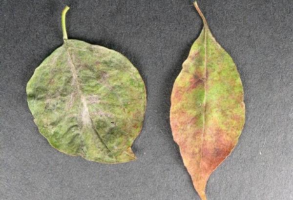 powdery mildew (Erysiphe) on dogwood