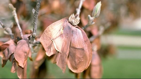 freeze damage to saucer magnolia