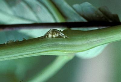 the beginning of adventitious roots growing on a stem