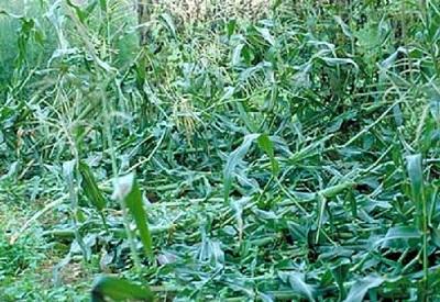 corn knocked over by the wind