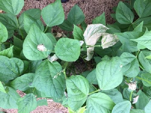 leaf burn on bean leaves