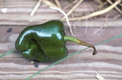 misshapen pepper because of poor pollination