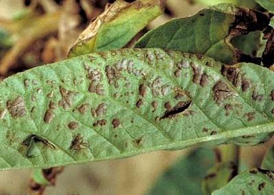 brown flecking on potato leaves from ozone exposure