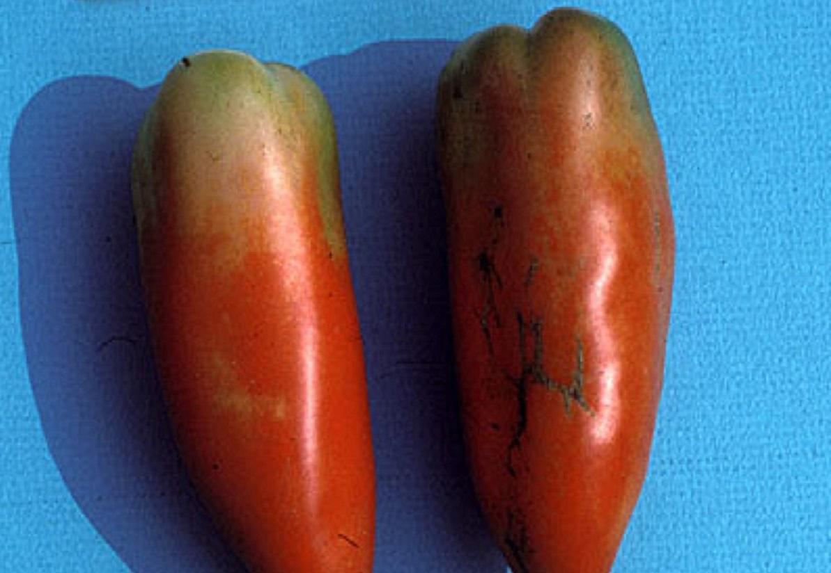 plum tomatoes with green, unripe tops