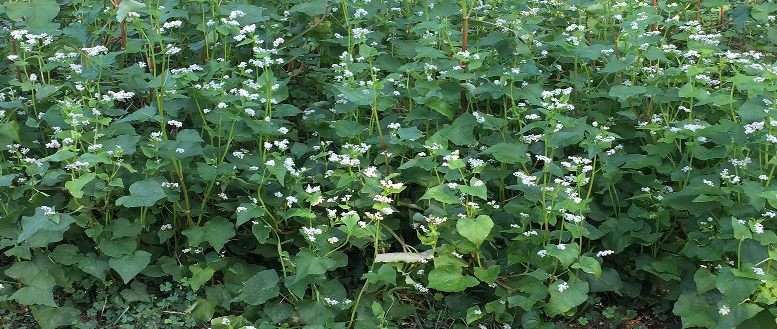 flowering buckwheat cover crop