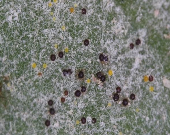 closeup of powdery mildew fungal spores