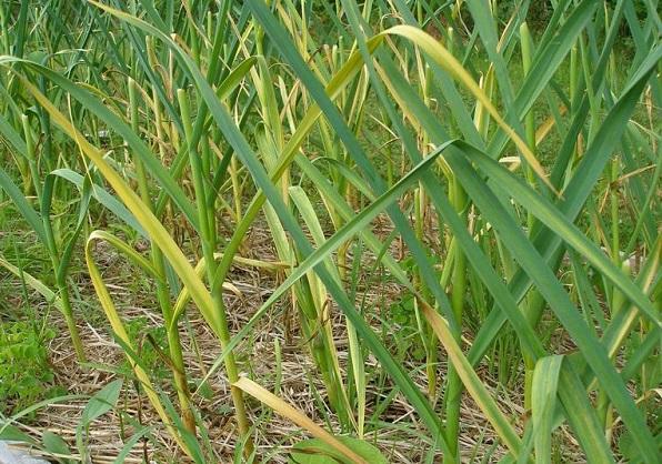 yellowing and wilting garlic foliage