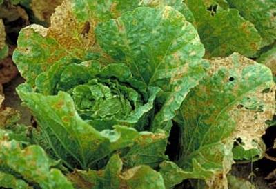 Alternaria spots on cabbage leaves 