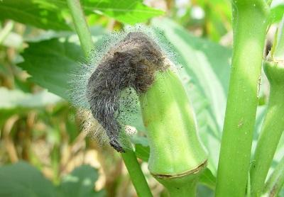 rotting okra on plant