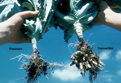 cabbage plant resistant to club root next to an infected plant