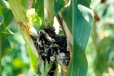 Dried, old corn smut on an ear of corn