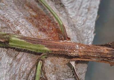 plant stem infected with southern blight