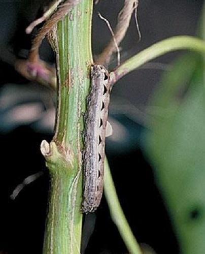 Climbing cutworm