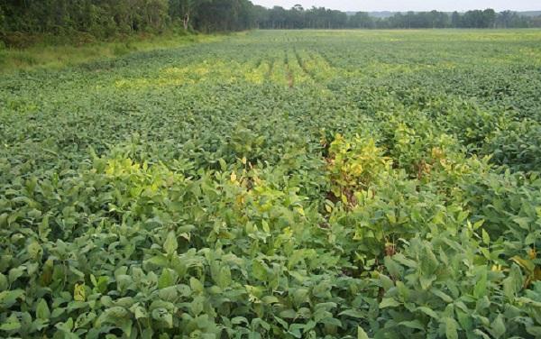 yellowing crops in a field with root knot nematodes in soil