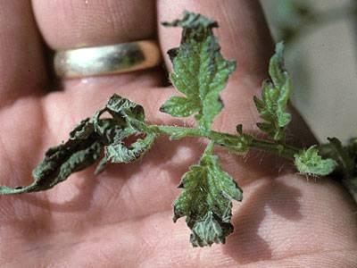 Fertilizer burn on young tomato leaf