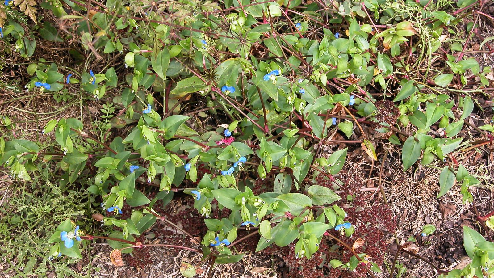 Asiatic dayflower