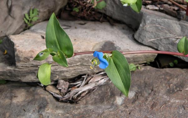 closeup of Asiatic dayflower