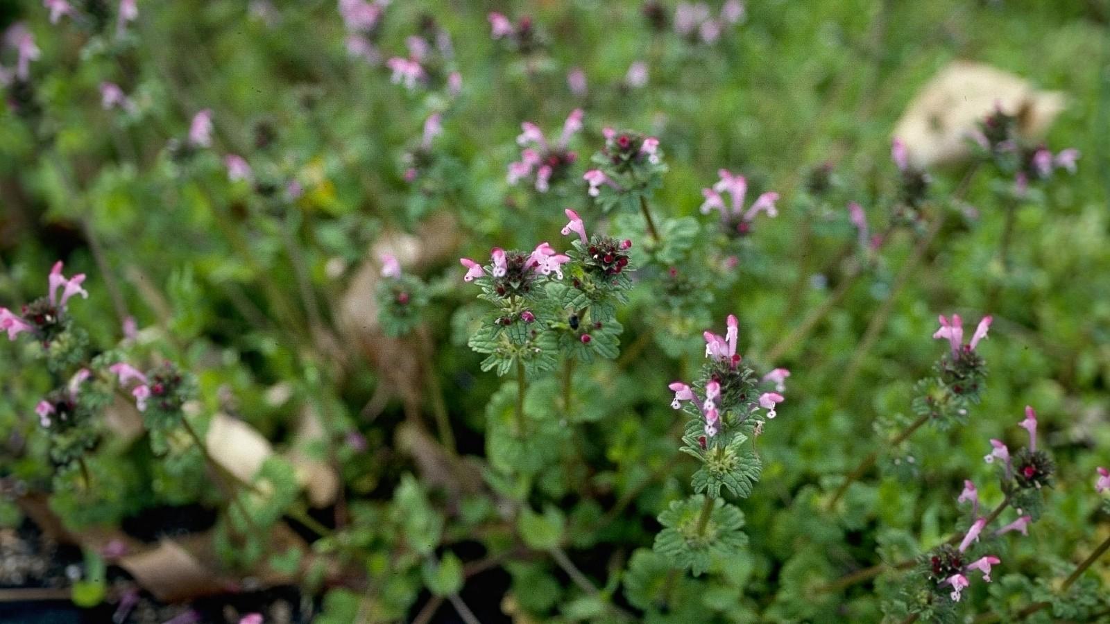 henbit foliage and flowers