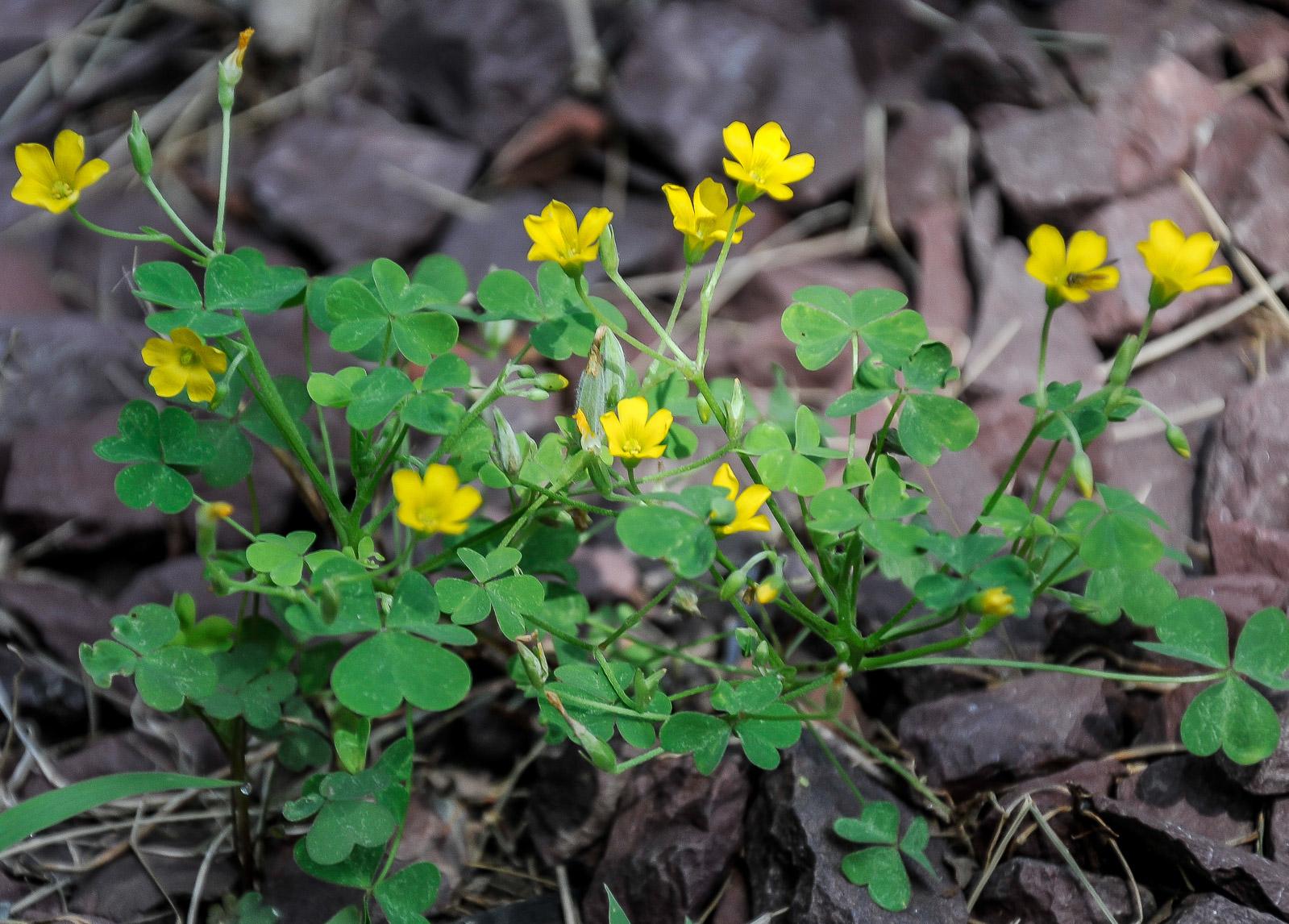 oxalis