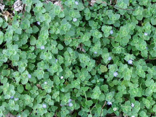 speedwell foliage