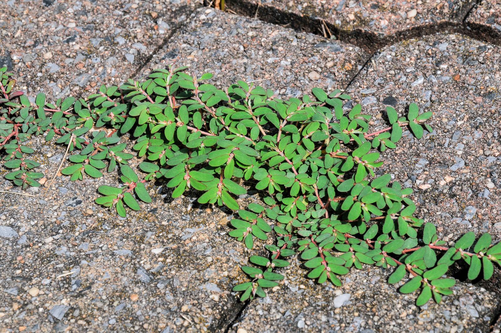 prostrate spurge