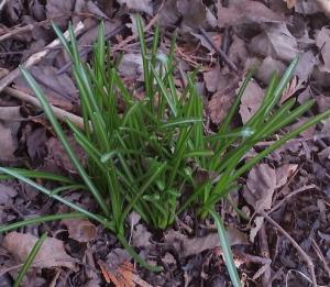 new star of bethlehem foliage