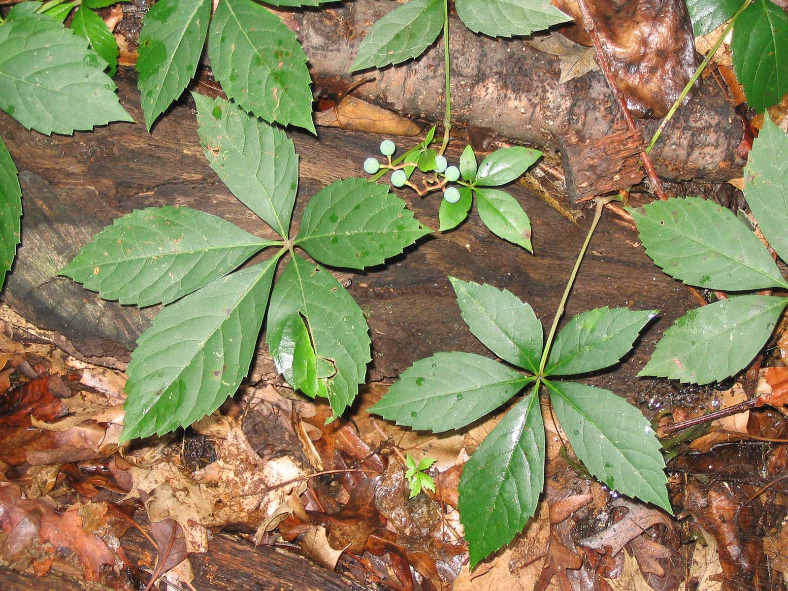 plants with five leaflets joined at a common point - these are called Parthenocissus quinquefolia - Virginia creeper