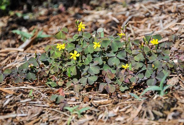 creeping woodsorrel