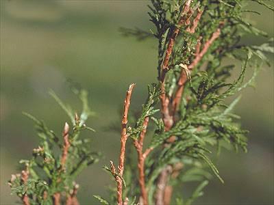 Deer feeding damage